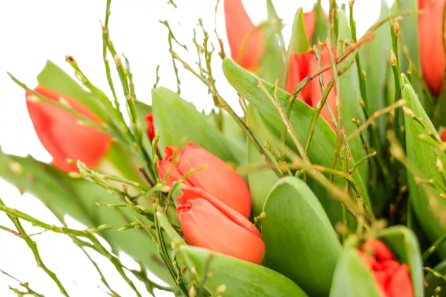 Bouquet of red tulips